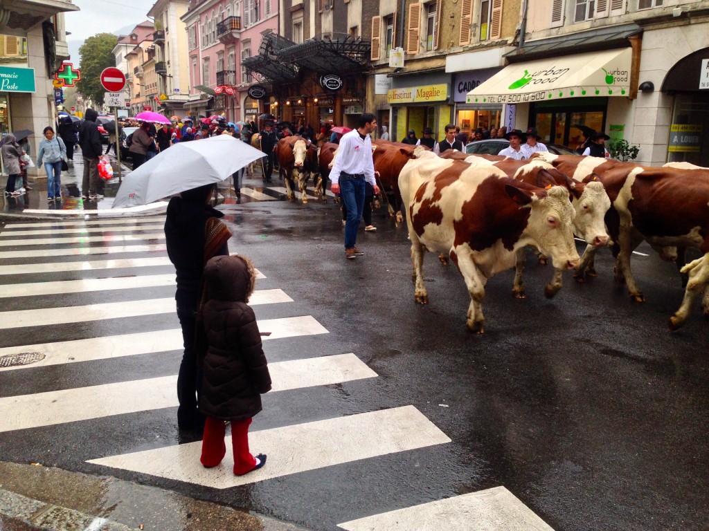 The cows know how to parade!